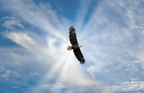 Majestic Bald Eagle Flying in the Clouds with sunrays Stock Photos