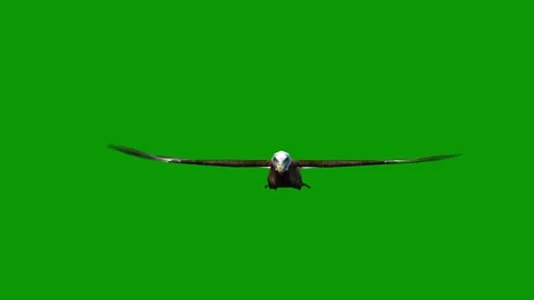 Majestic Bald Eagle Flying Front with Open Wings Isolated on Green Screen Video stock 312319410