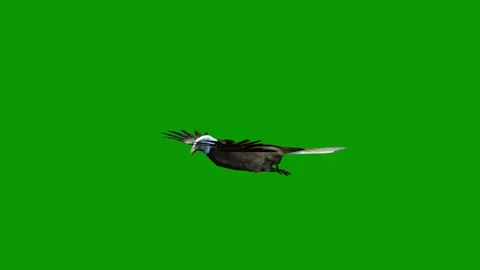 Majestic Bald Eagle Flying Left with Open Wings Isolated on Green Screen Stock Footage 312319417