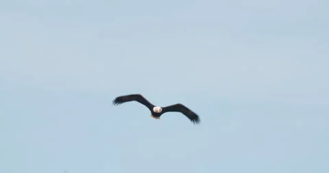 Majestic Bald Eagle Flying Over in Slow Motion Stock Footage 242122384