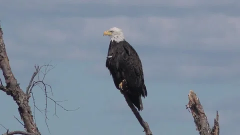 Majestic Bald Eagle Stock Footage 230018961