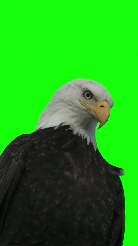 Majestic Bald Eagle looking around against a green screen Stock Footage 336763805