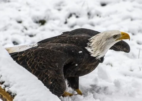 Majestic bald eagle navigating through a snowy landscape searching for food.. Stock Photos