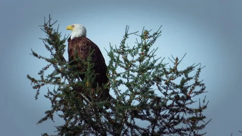 Majestic Bald Eagle Perched Atop a Pine Tree Against a Blue Sky Stock Footage 330793121