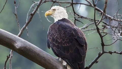 Majestic Bald Eagle Perched on a Bare Branch, Observing its Surroundings Stock Footage 301067889