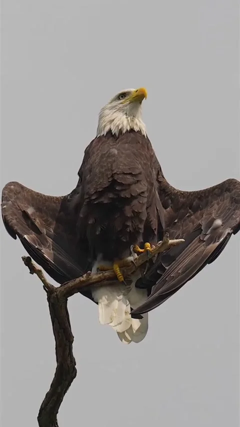 Majestic Bald Eagle Perched on a Branch with Wings Spread Out 스톡 동영상 344838569