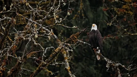 Majestic Bald Eagle Perched on Moss Stock Footage 315091017