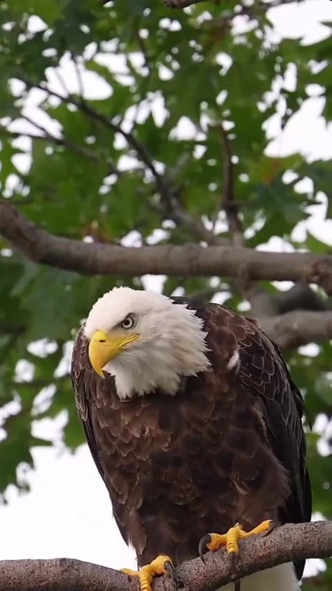 Majestic Bald Eagle Perched on a Tree Branch Video stock 343773785