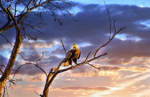 Majestic Bald Eagle perched on a tree branch in the sun at sunset Foto stock