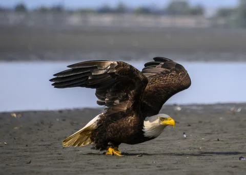Majestic bald eagle preparing for flight along the shoreline at low tide du.. Stock Photos