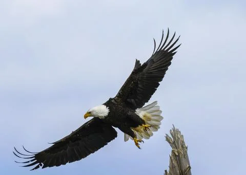 Majestic bald eagle soaring gracefully in the clear sky during daylight nea.. Stock-Fotos