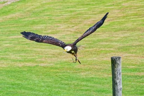 Majestic bald eagle soaring low over green grass field with wings fully sprea Stock Photos