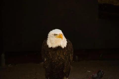 Majestic bald eagle stands in a dramatic pose against a solid black background 写真素材