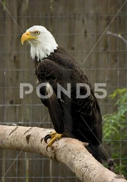 Majestic Balled Eagle Caged in a Zoo Stock Photos