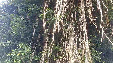 The Majestic Banyan Tree Vídeo Stock 331935010