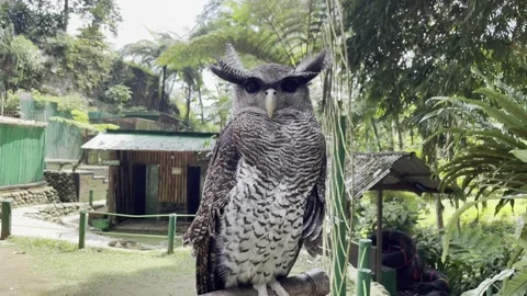 Majestic Barred Eagle-Owl Perched in a Tropical Wildlife Sanctuary Stock Footage 337682727