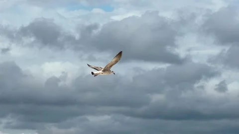 Majestic Bird Gliding Gracefully in Flight Over Scenic Landscape Stock Footage 314019121
