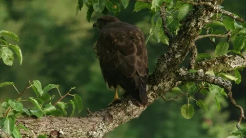 Majestic buzzard perched in a tree Stock Footage 312202870