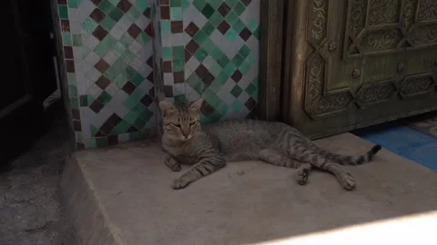 A majestic cat lying down, gazing with a peaceful air around it Video stock 320607741