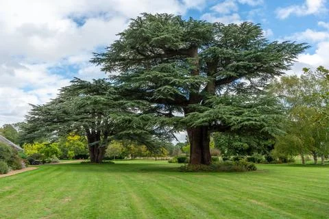 Majestic Cedar Tree On A Well-Maintained Lawn In A Scenic Park Landscape Stock Photos