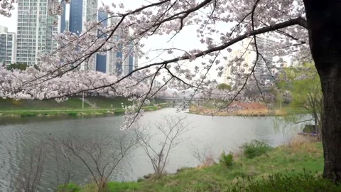 Majestic cherry blossoms flutter in wind , serene embodiment essence of spring Stock Footage 276724352