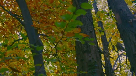 Majestic colorful trees in autumn Stock Footage 59797692