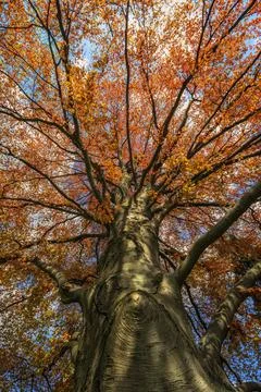 Majestic Copper Beech Tree In Spring Stock-Fotos