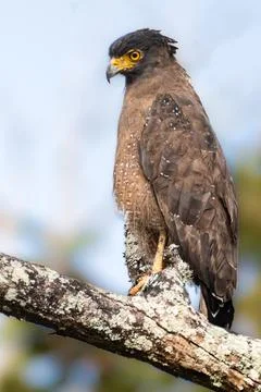 Majestic Crested Serpent Eagle with Piercing Yellow Eyes Perched on a Tree Stock Photos