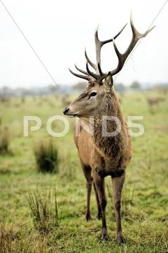 Majestic deer in alert Stock Photos