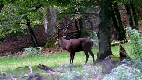 Majestic Deer Close-Up in Forest – 4K Wildlife Video Stock Footage 320111734