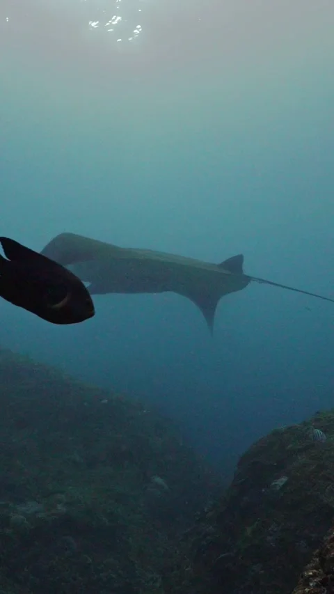 Majestic devil ray gliding through clear blue water over a coral reef in a Stock Footage 331524195