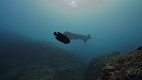Majestic devil ray gliding through clear blue water over a coral reef in a Stock Footage 331794041