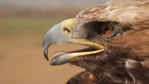 Majestic eagle close up in Mongolia hunter bird head beautiful eagles desert blu 動画素材 196674066
