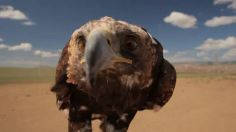 Majestic eagle close up in Mongolia hunter bird head beautiful eagles desert blu 動画素材 196899875