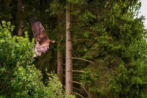 A majestic eagle in flight Stock Photos