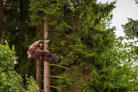 A majestic eagle in flight Stock Photos