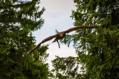 A majestic eagle in flight Stock Photos
