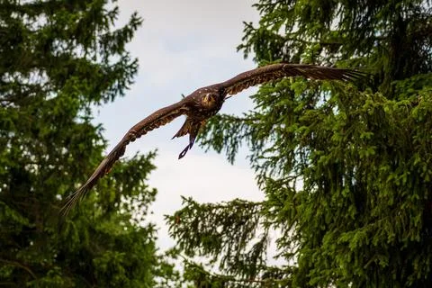 A majestic eagle in flight Stock Photos