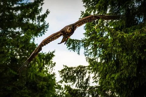 A majestic eagle in flight Stock Photos