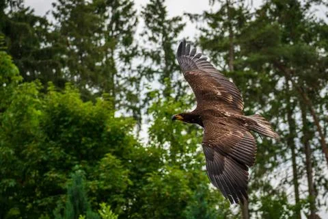 A majestic eagle in flight Stock Photos