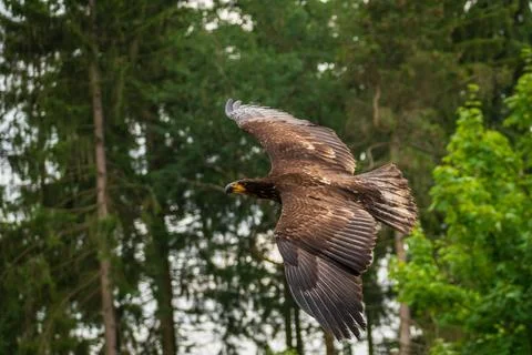 A majestic eagle in flight Stock Photos
