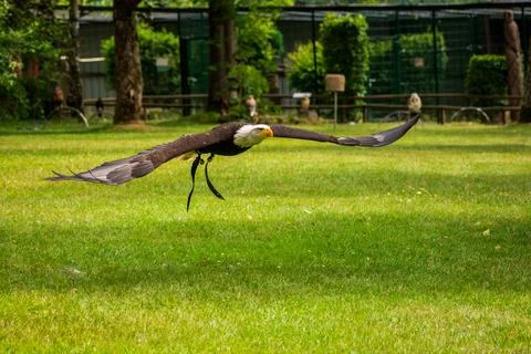 A majestic eagle in flight Stock Photos