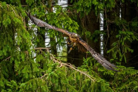 A majestic eagle in flight Stock Photos