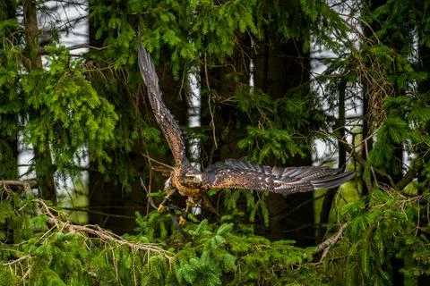 A majestic eagle in flight Stock Photos