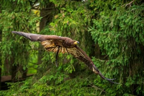 A majestic eagle in flight Stock Photos
