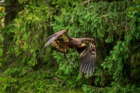 A majestic eagle in flight Stock Photos