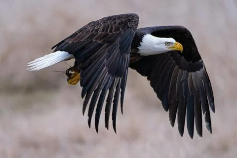 A majestic eagle flying in the wind Stock Photos