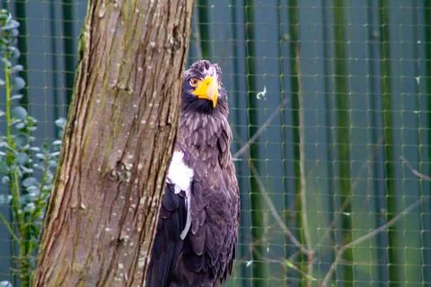 Majestic Eagle Perched by a Tree Stock Photos