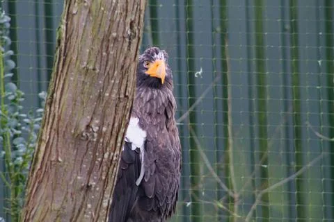 Majestic Eagle Perched by a Tree Foto stock