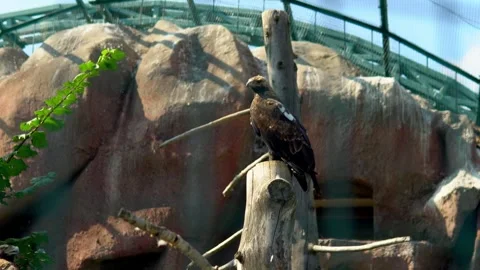 Majestic eagle perched on a withered tree inside the enclosure, scanning the Stock Footage 240580805